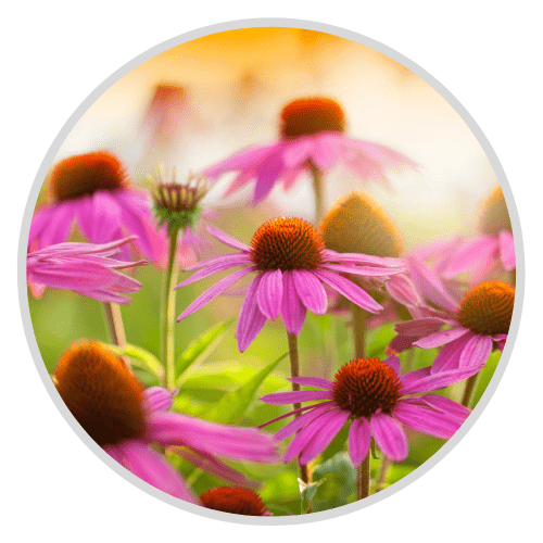 echinacea